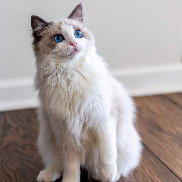 Dignified cat cremation in Sydney for a cherished pet, provided by Everlight Pet Cremations Sydney.