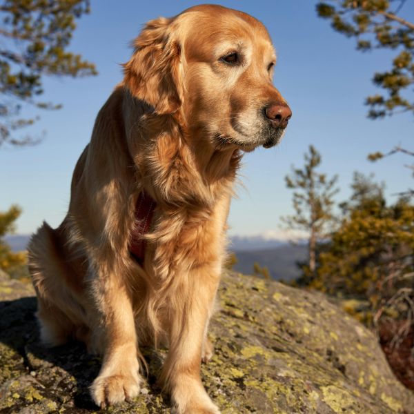 Gentle dog cremation in Sydney with respectful care for a beloved companion by Everlight Pet Cremations Sydney.